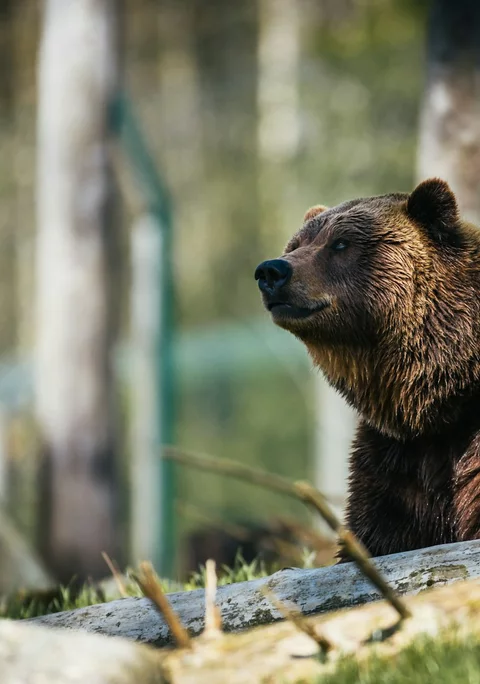 A brown bear standing in a wooded habitat