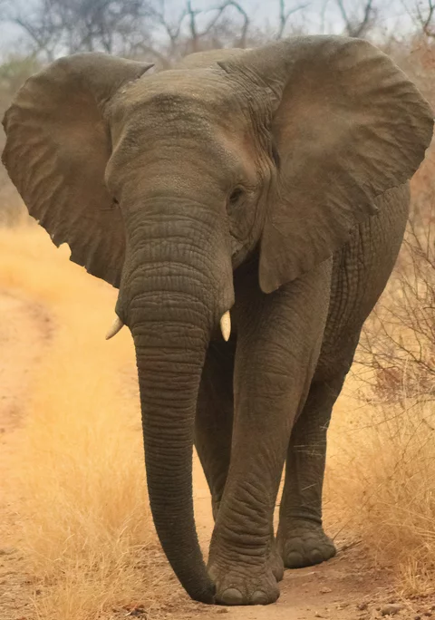 An African elephant walking through dry golden grassland