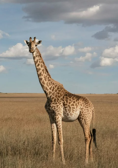 A giraffe standing in open grassland beneath a cloudy sky