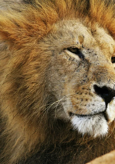 A calm male lion resting in profile