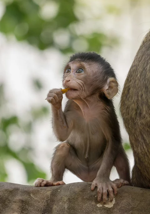 A young monkey sitting on a branch and eating a snack