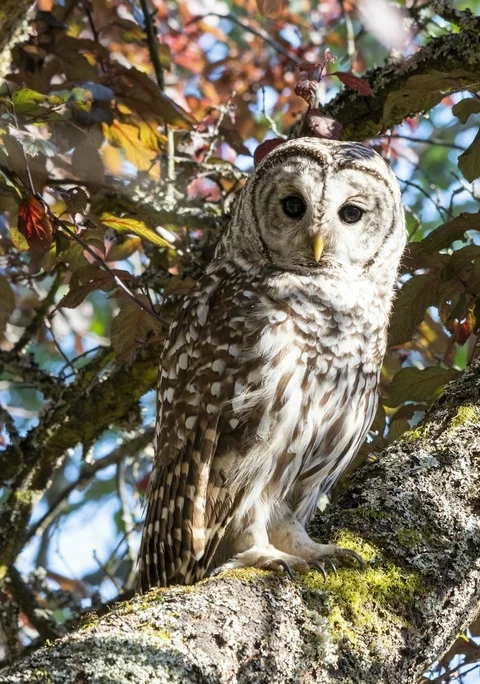 A barred owl perched among tree branches and autumn leaves