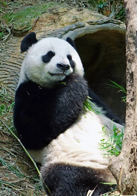 A giant panda sitting up and eating bamboo outside its den