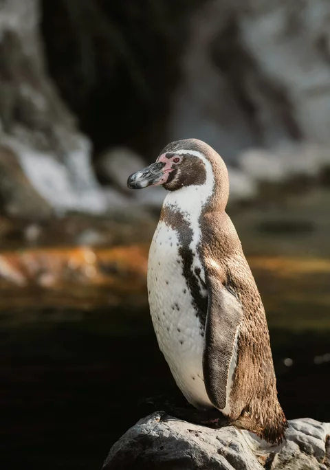 A Humboldt penguin standing on a rock