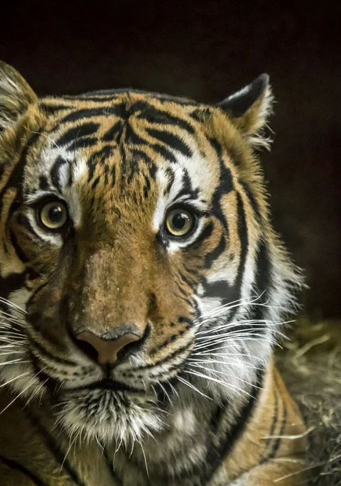 A tiger facing the camera from grass against a dark background